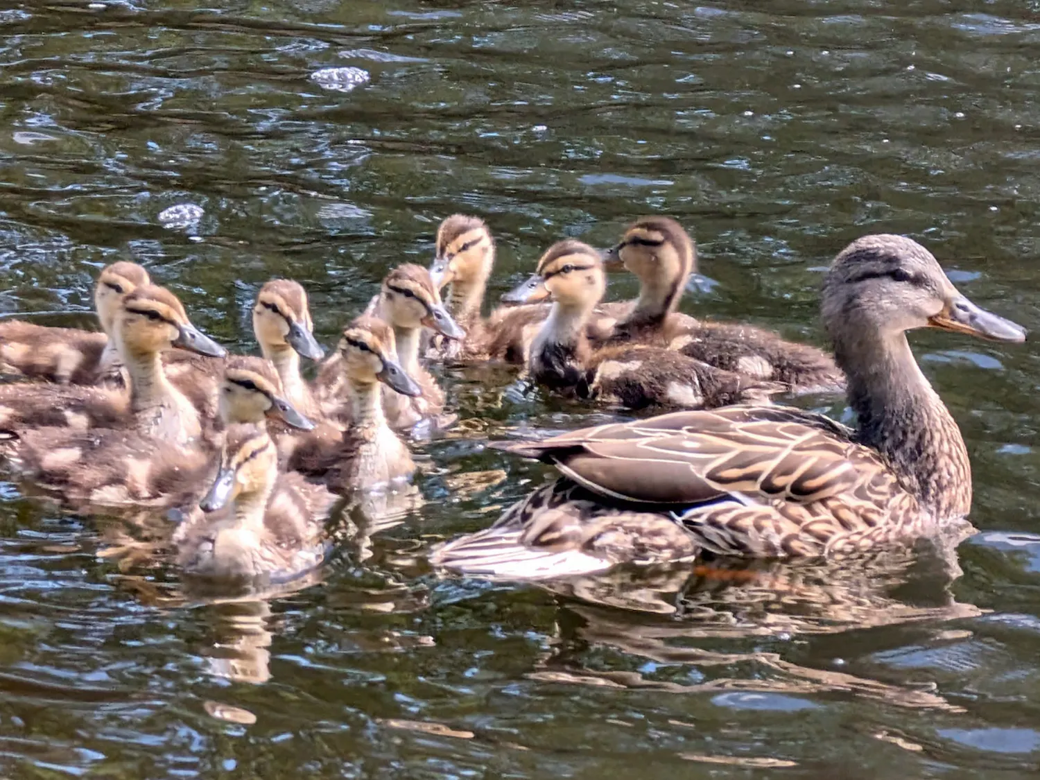 PHOTO STORY: Warm welcomes to UNM’s newest ducklings