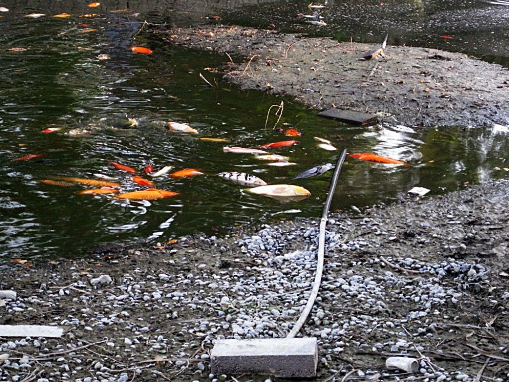 	Dead fish float in the Duck Pond on May 22 after being exposed to dry heat following a routine pond cleaning. 