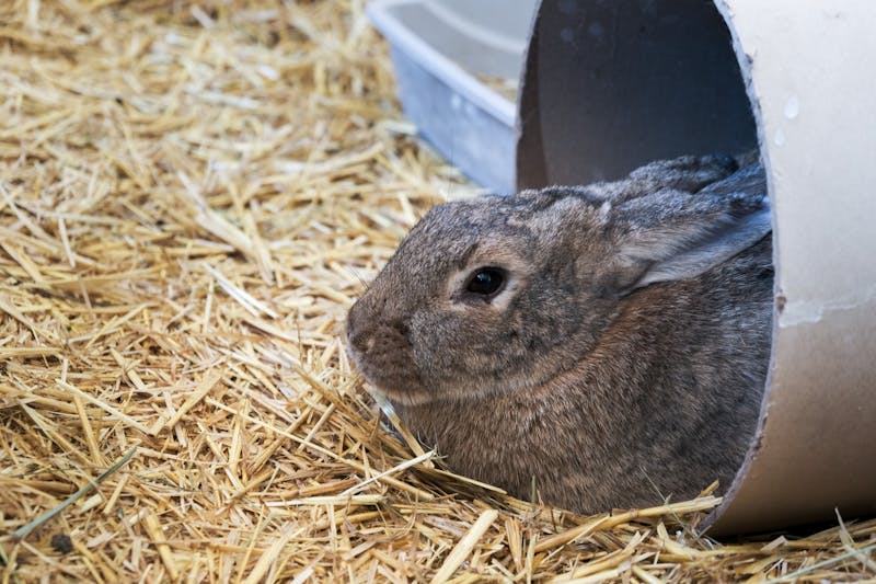 Hareraising Over 100 rabbits available for adoption New Mexico