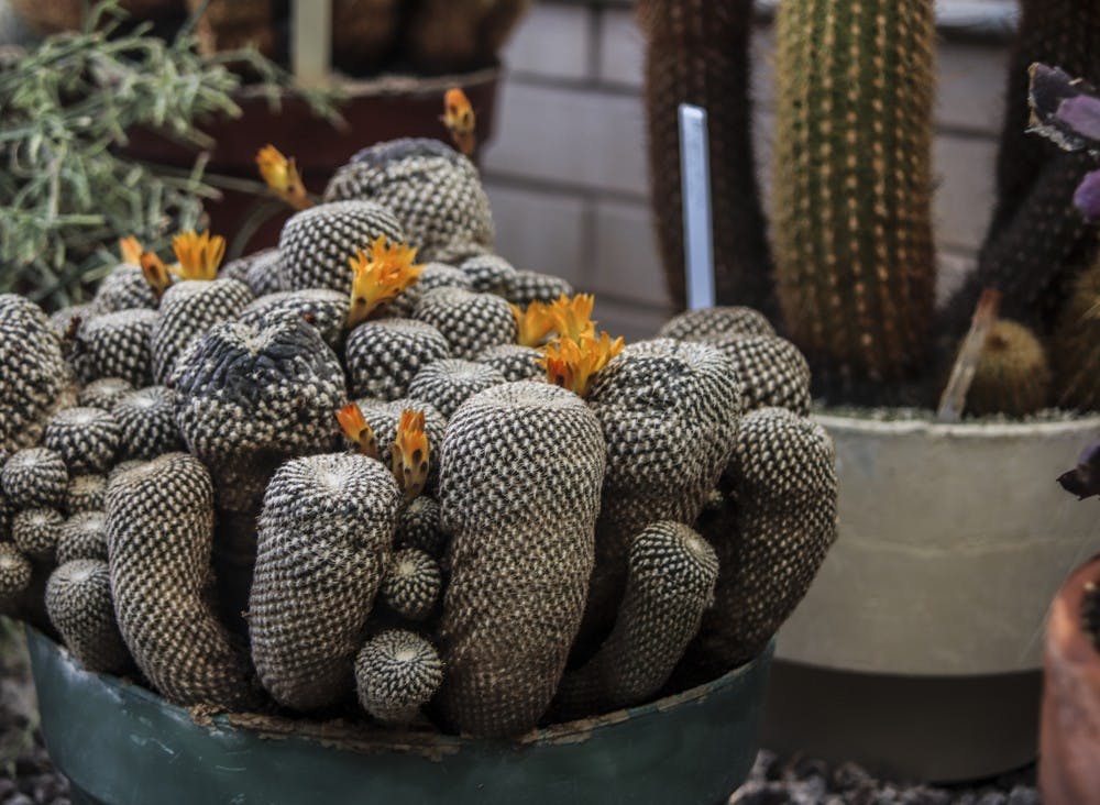 Cacti begin to bloom in Castetter Hall's green house on April 18, 2018.