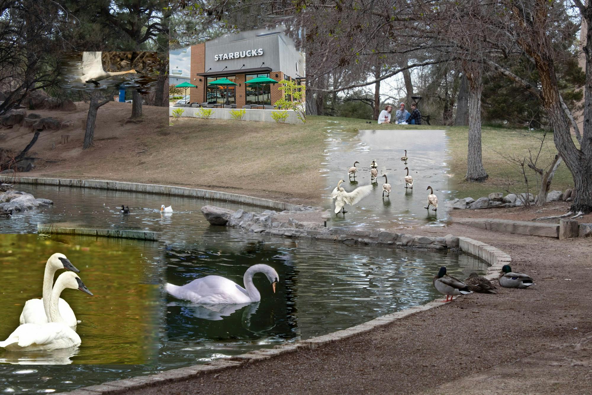 Duck Pond gentrification.jpeg