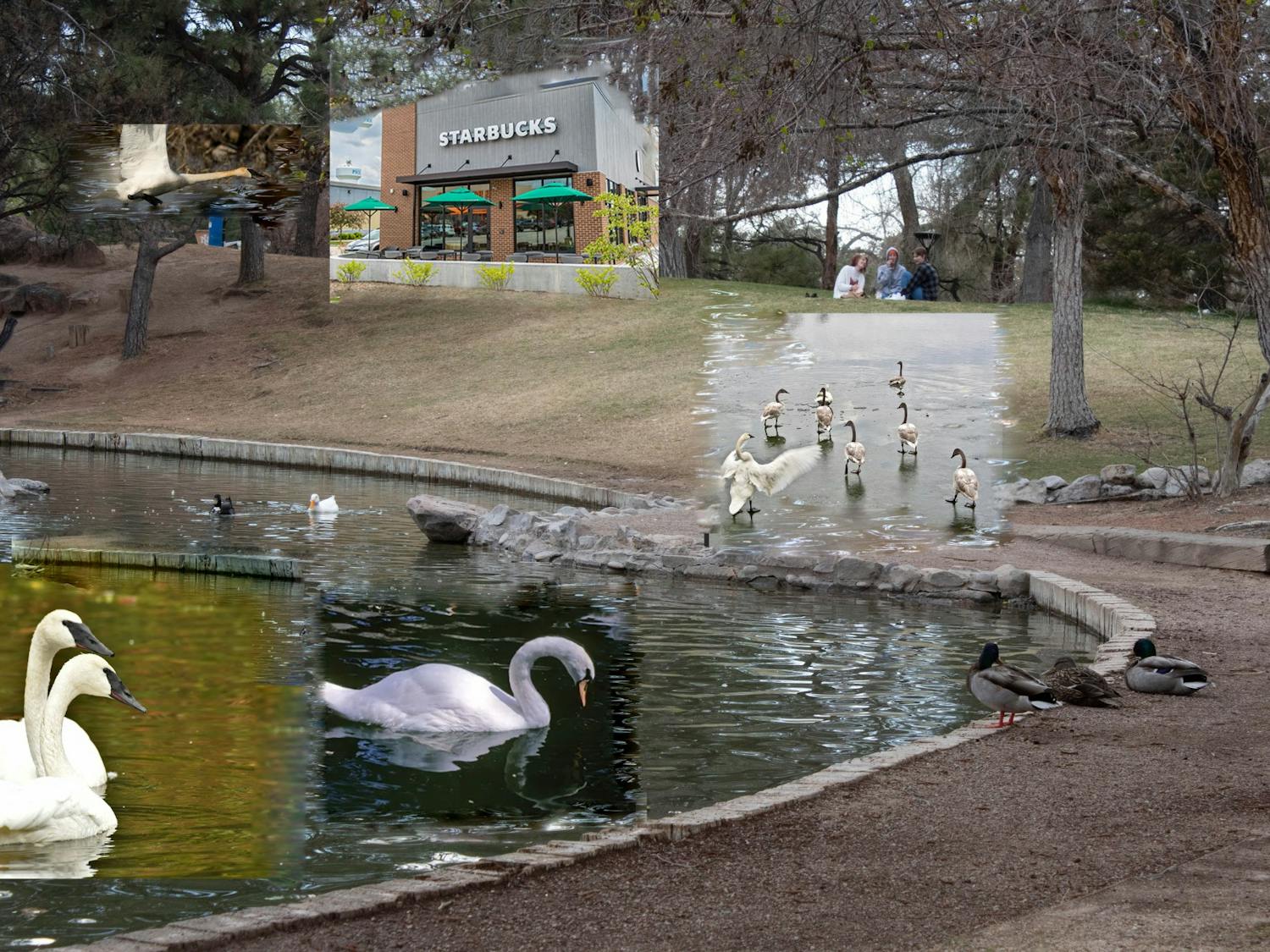 Duck Pond gentrification.jpeg