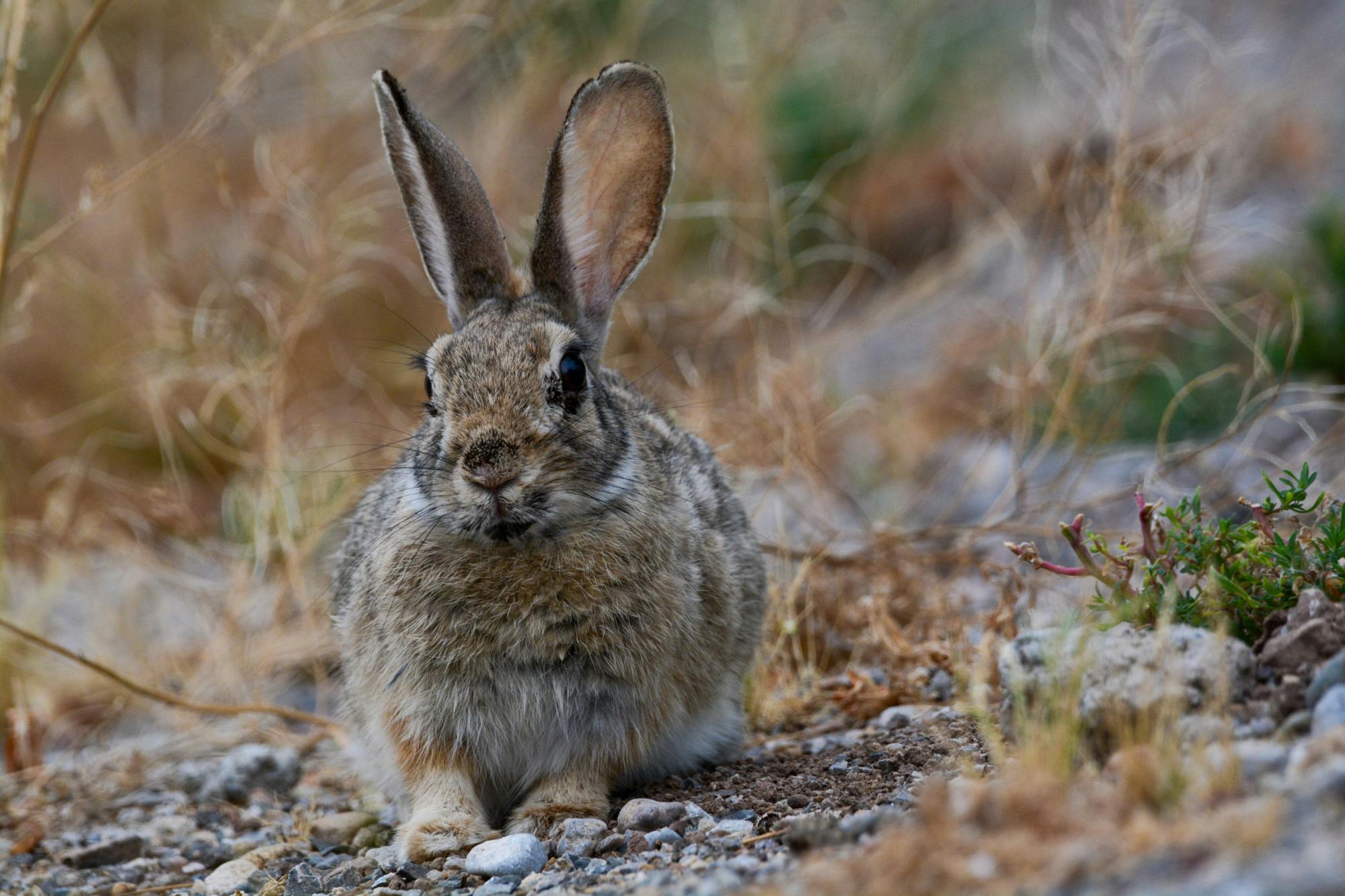 PHOTO STORY: Discover the beauty of the Bosque's nature and wildlife
