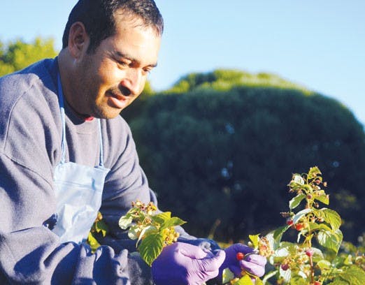 Hector Soto picks raspberries for the Growers Market at Heidi's Raspberry Farm on Monday.  