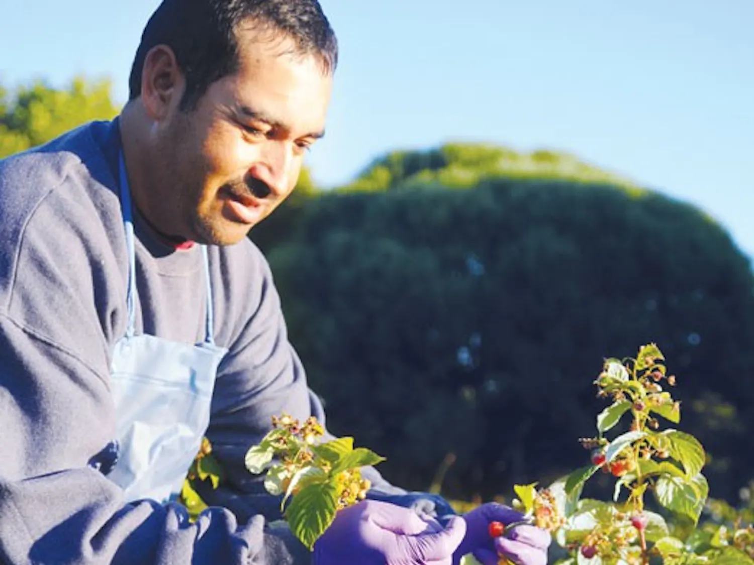 Hector Soto picks raspberries for the Growers Market at Heidi's Raspberry Farm on Monday.
