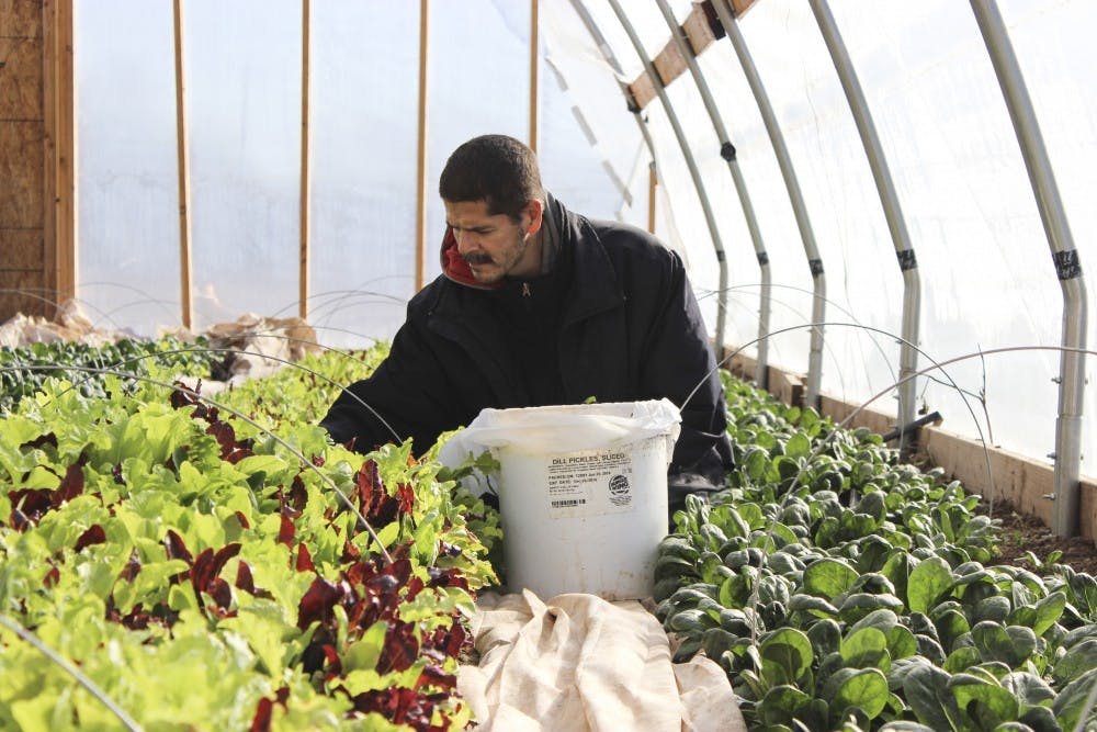 Vincent Gutierrez harvests lettuce in one of Cornelio Candelaria Organics greenhouses on Monday morning. Water in the acequia is distributed according to farmers necessities, the size of their terrain, and the changing seasons.