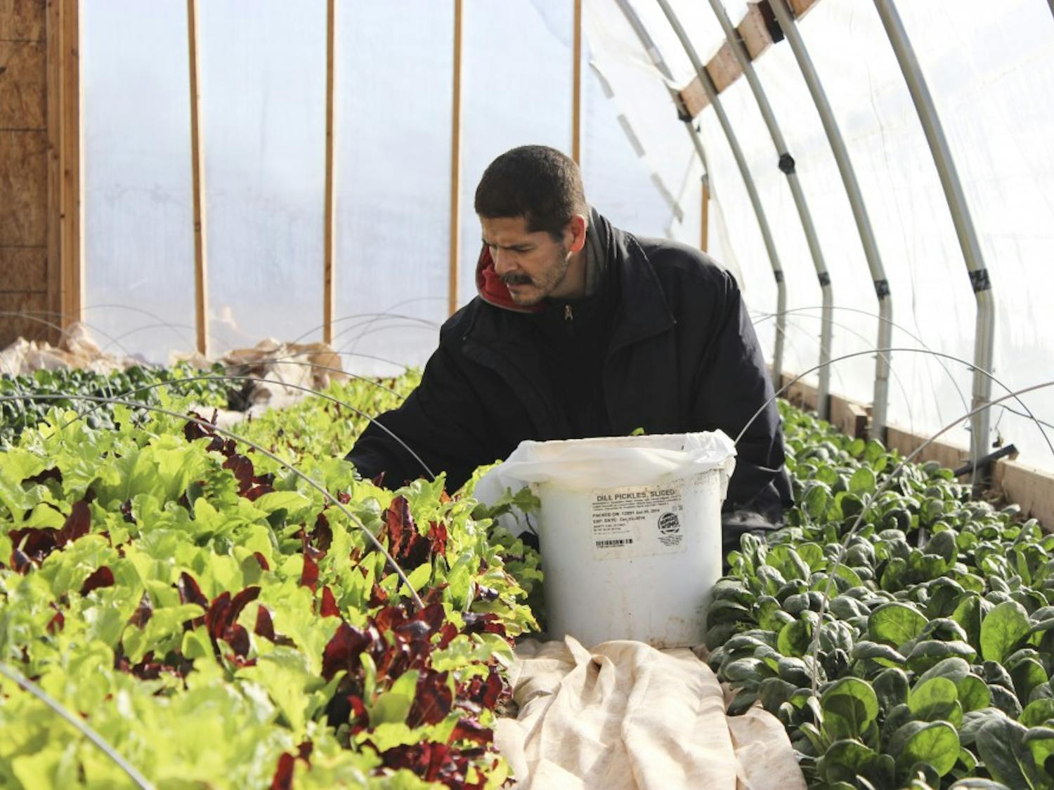 Vincent Gutierrez harvests lettuce in one of Cornelio Candelaria Organics greenhouses on Monday morning. Water in the acequia is distributed according to farmers necessities, the size of their terrain, and the changing seasons.