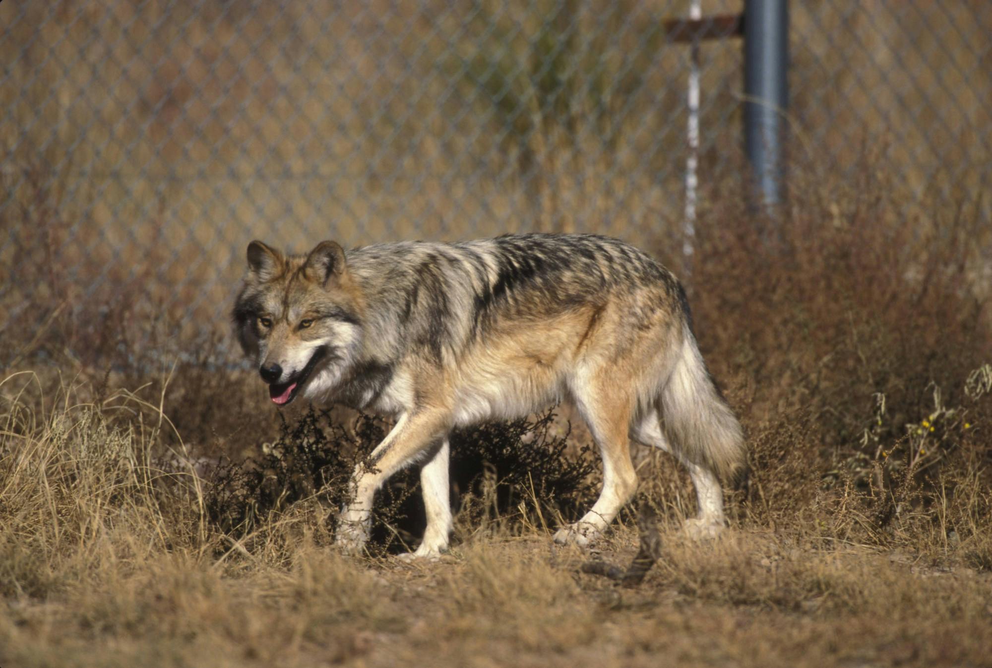 gray wolf lawsuit.jpg