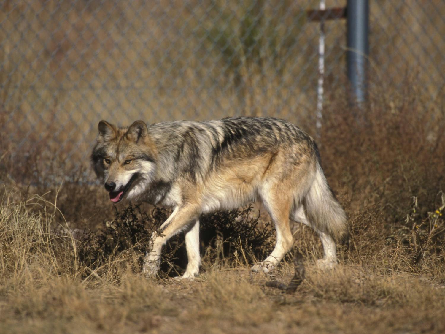 gray wolf lawsuit.jpg