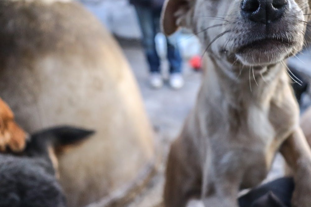 Photo story: Dogs of Juarez