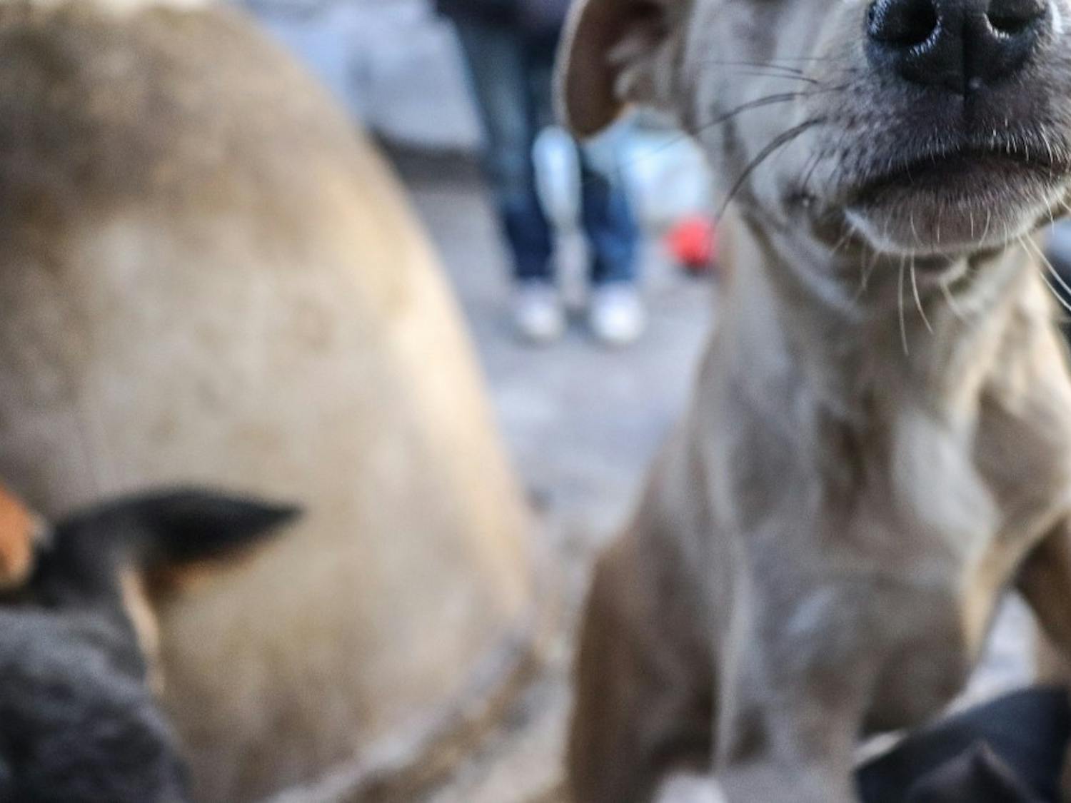 Photo story: Dogs of Juarez