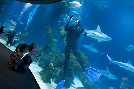 Kayleen Fergley, left, and her sister Alexa look at the diver Jill Reeves at the Albuquerque Aquarium on Wednesday.
