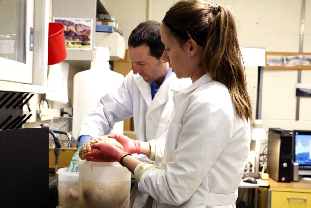 Kate Reinhart (right) and Russell Morton take two brains out of their containers Wednesday afternoon in Fitz Hall. These brains were part of an exposition where people had the opportunity to touch them along with brain injury masks and lectures from various professors.&nbsp;