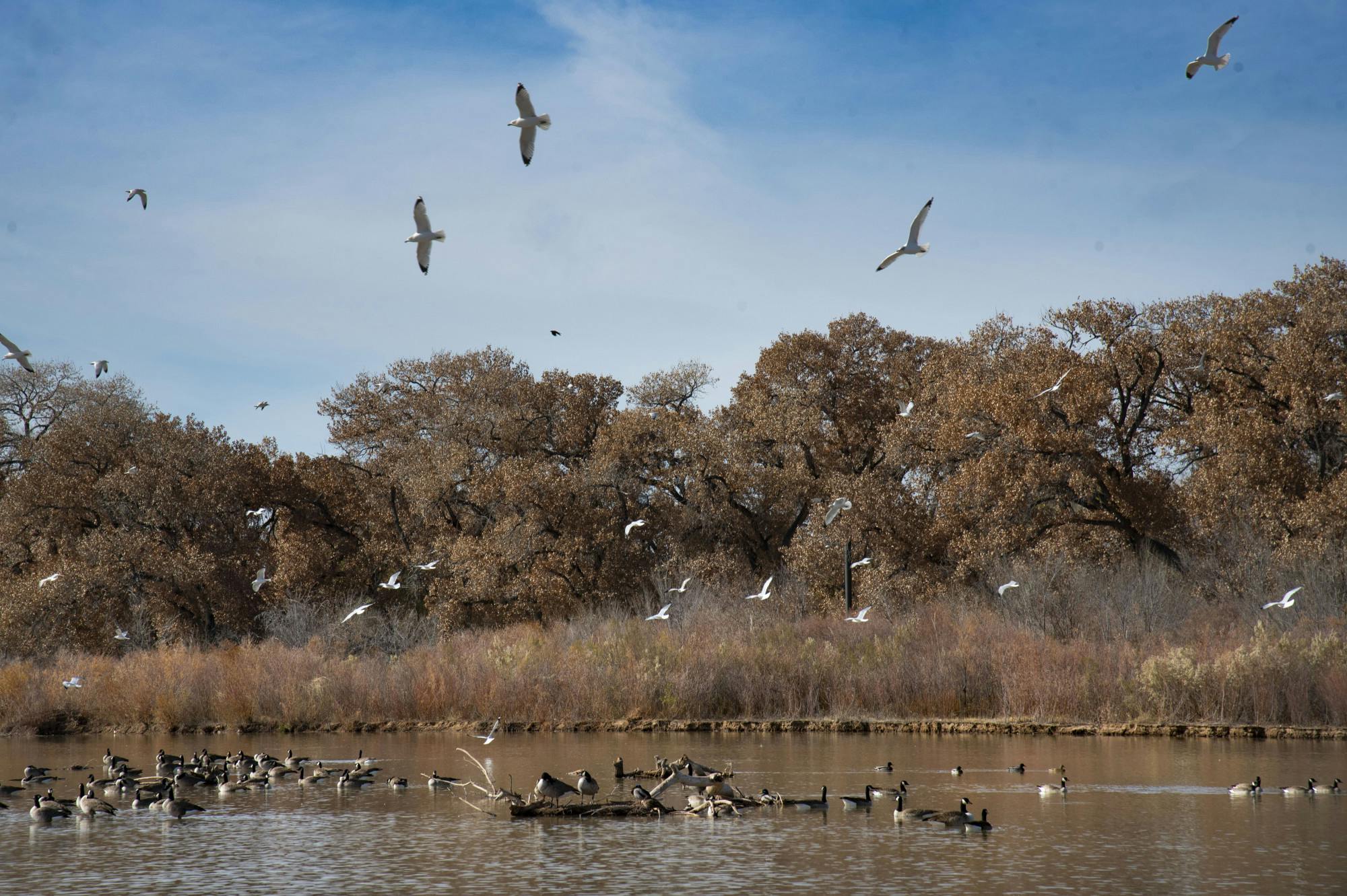 PHOTO STORY: Albuquerque provides habitat for hundreds of bird species