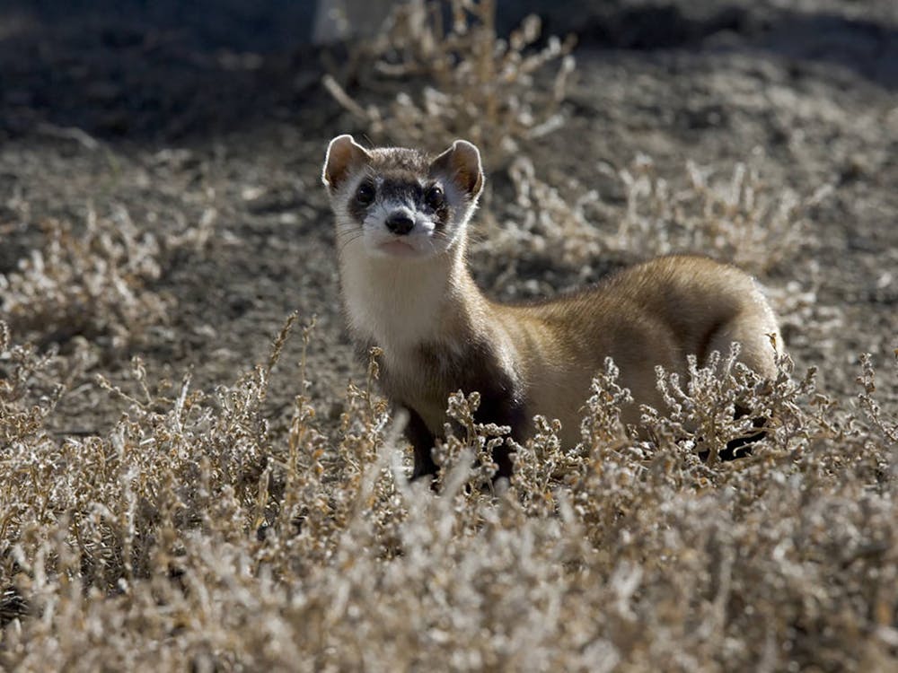 usfws-black-footed-ferret.jpg