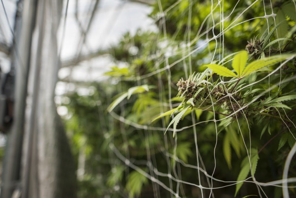 According to the 2016 annual COSAP student lifestyle survey recorded marijuana usage on UNM main campus to be on the rise in the past years.