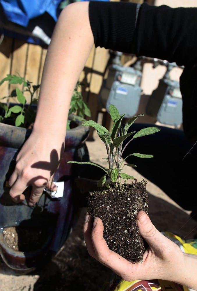 	Hunter Riley plants a sage sprout in a container garden on Wednesday.