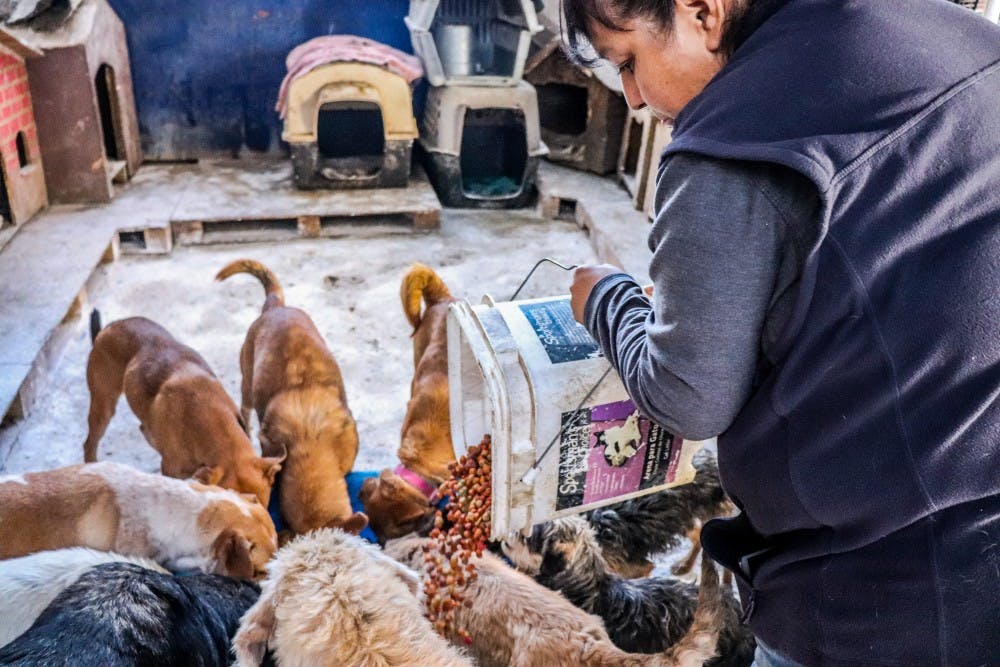 Photo story: Dogs of Juarez