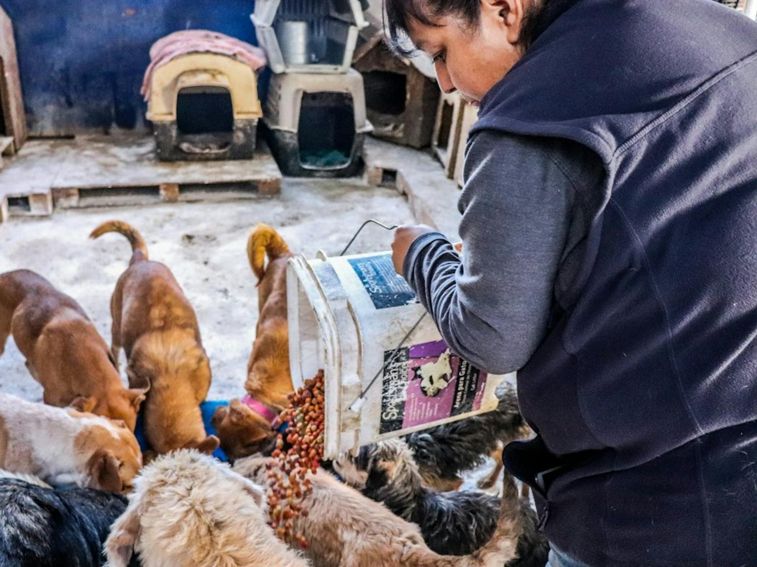 Photo story: Dogs of Juarez