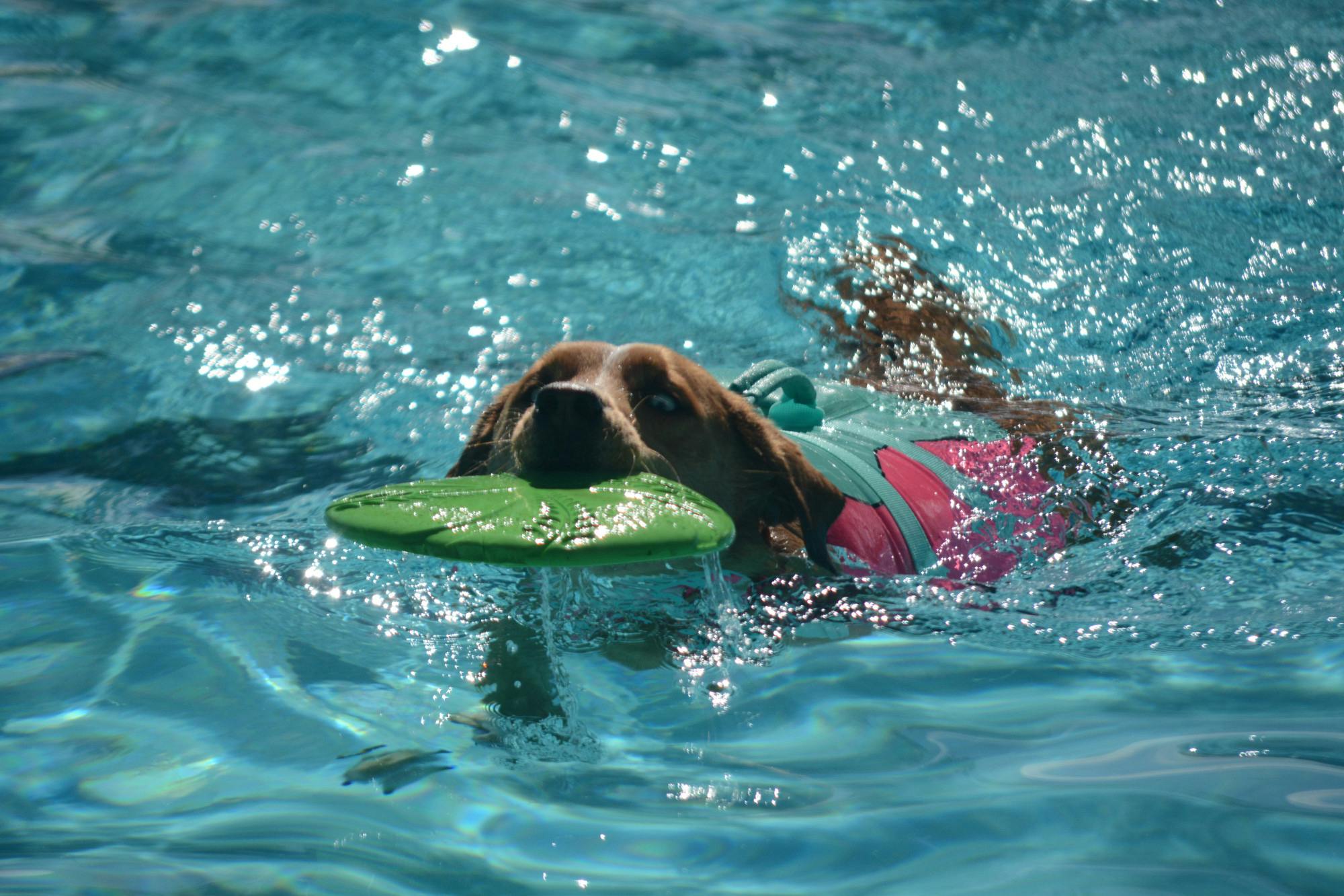 PHOTO STORY: Rio Grande Pool hosts 'doggy paddle' event