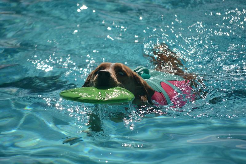 PHOTO STORY: Rio Grande Pool hosts 'doggy paddle' event