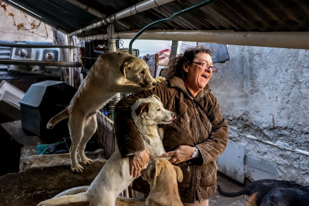 Photo story: Dogs of Juarez