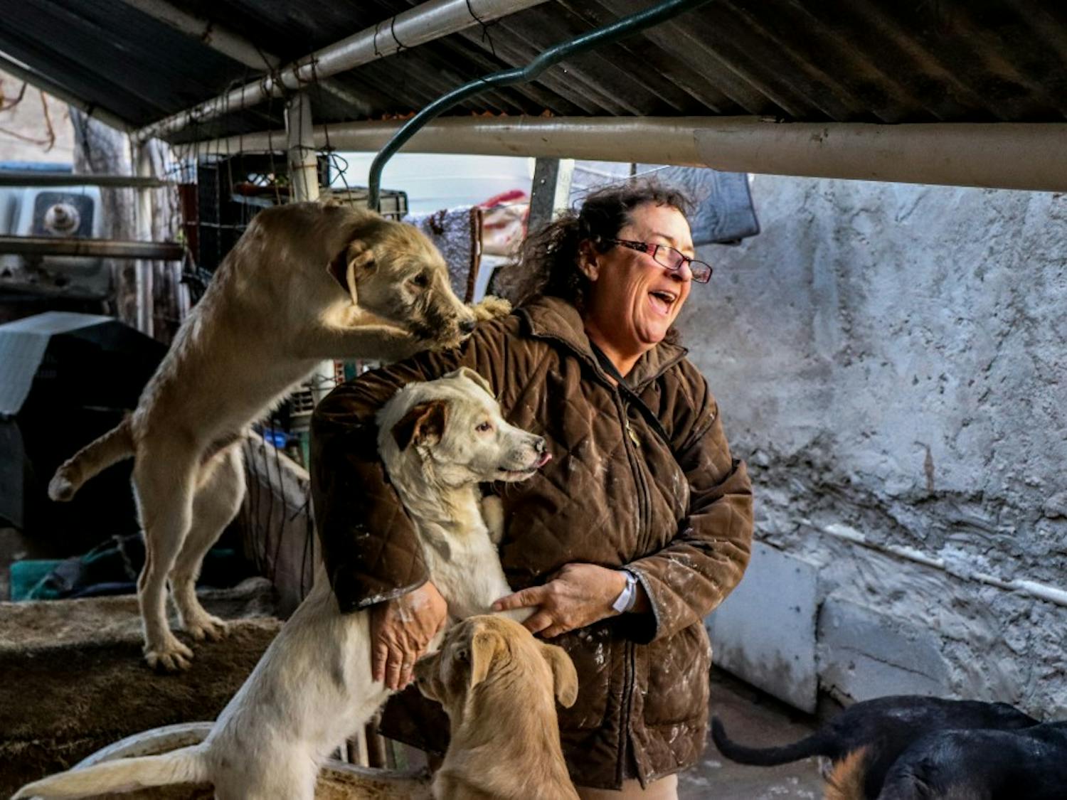 Photo story: Dogs of Juarez