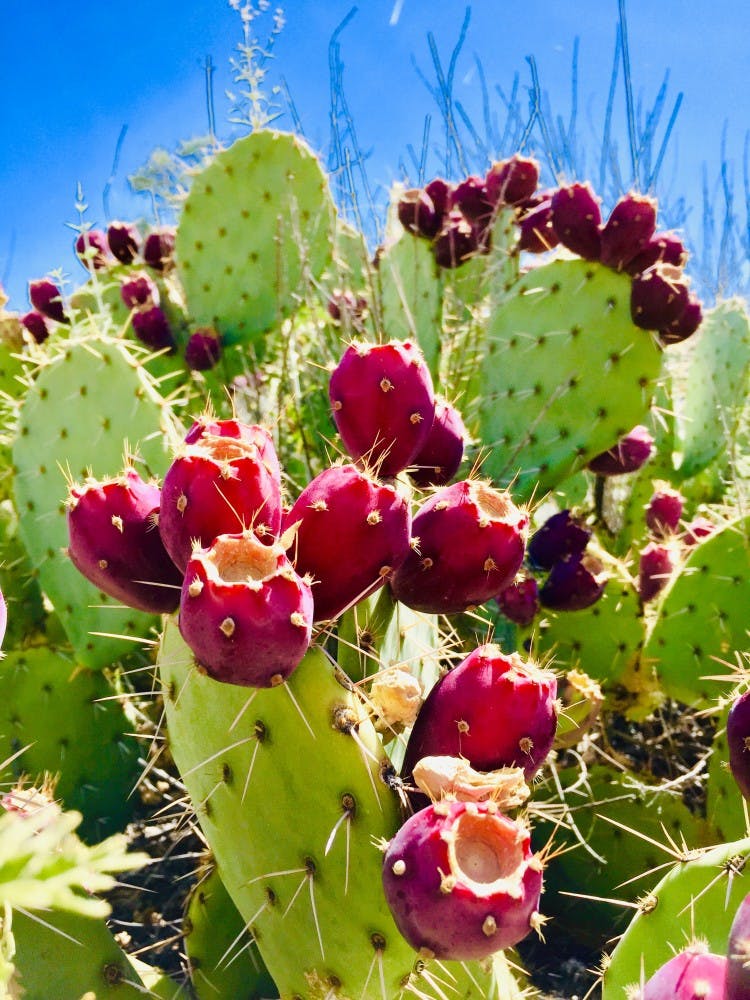 Prickly Pear.jpg
