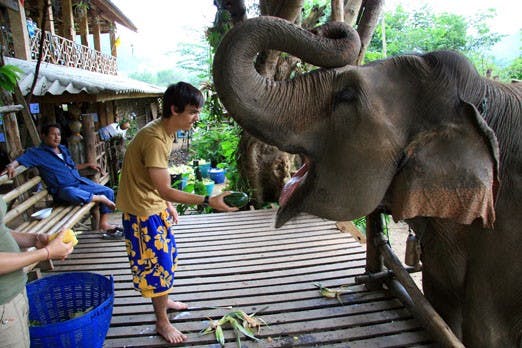 A student feeds an elephant while on a service trip with the International Student Volunteers. 