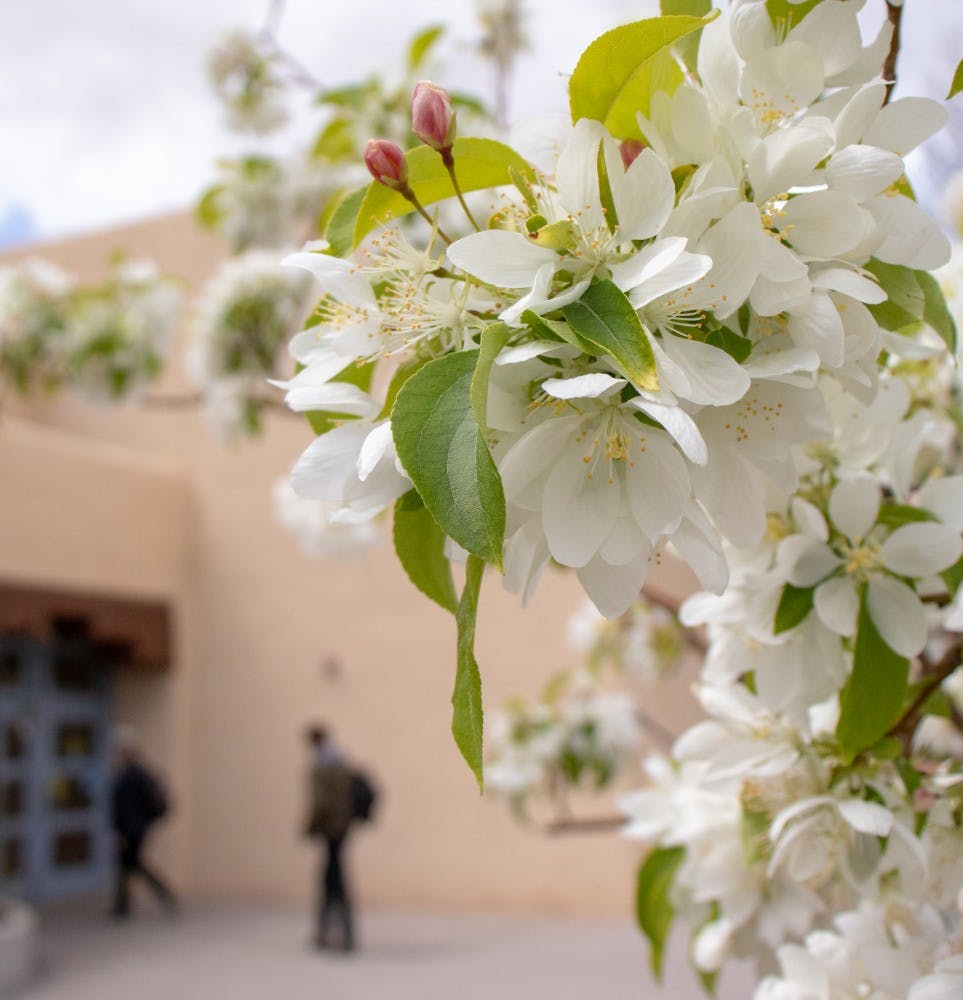 Smelly Trees Outside the SUB