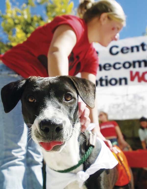 Welcome Center employee Katrina Sanchez pets Larissa, a 9-month-old lab mix, in front of the center on Tuesday. The center and the city of Albuquerque had two dogs available for adoption for the homecoming department decoration competition.