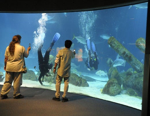 Sightseers take photos of the diver.