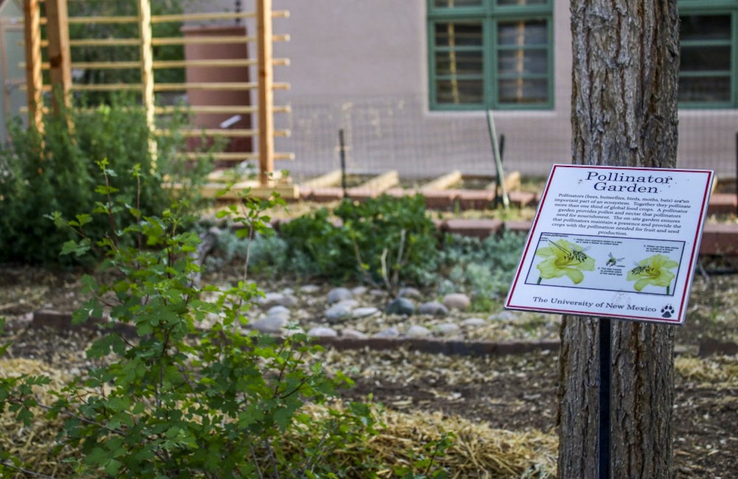 A placard explaining the pollination process rests inside the Lobo Gardens. The gardens are a University project that is intended to educate students and faculty about the benefits of growing one's own food. 