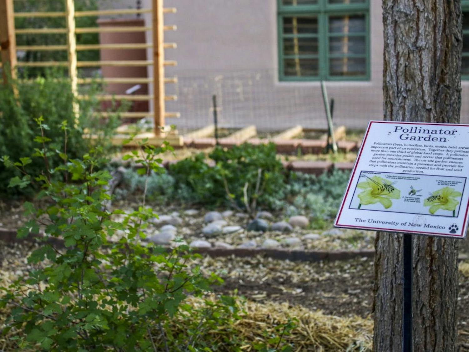 A placard explaining the pollination process rests inside the Lobo Gardens. The gardens are a University project that is intended to educate students and faculty about the benefits of growing one's own food.