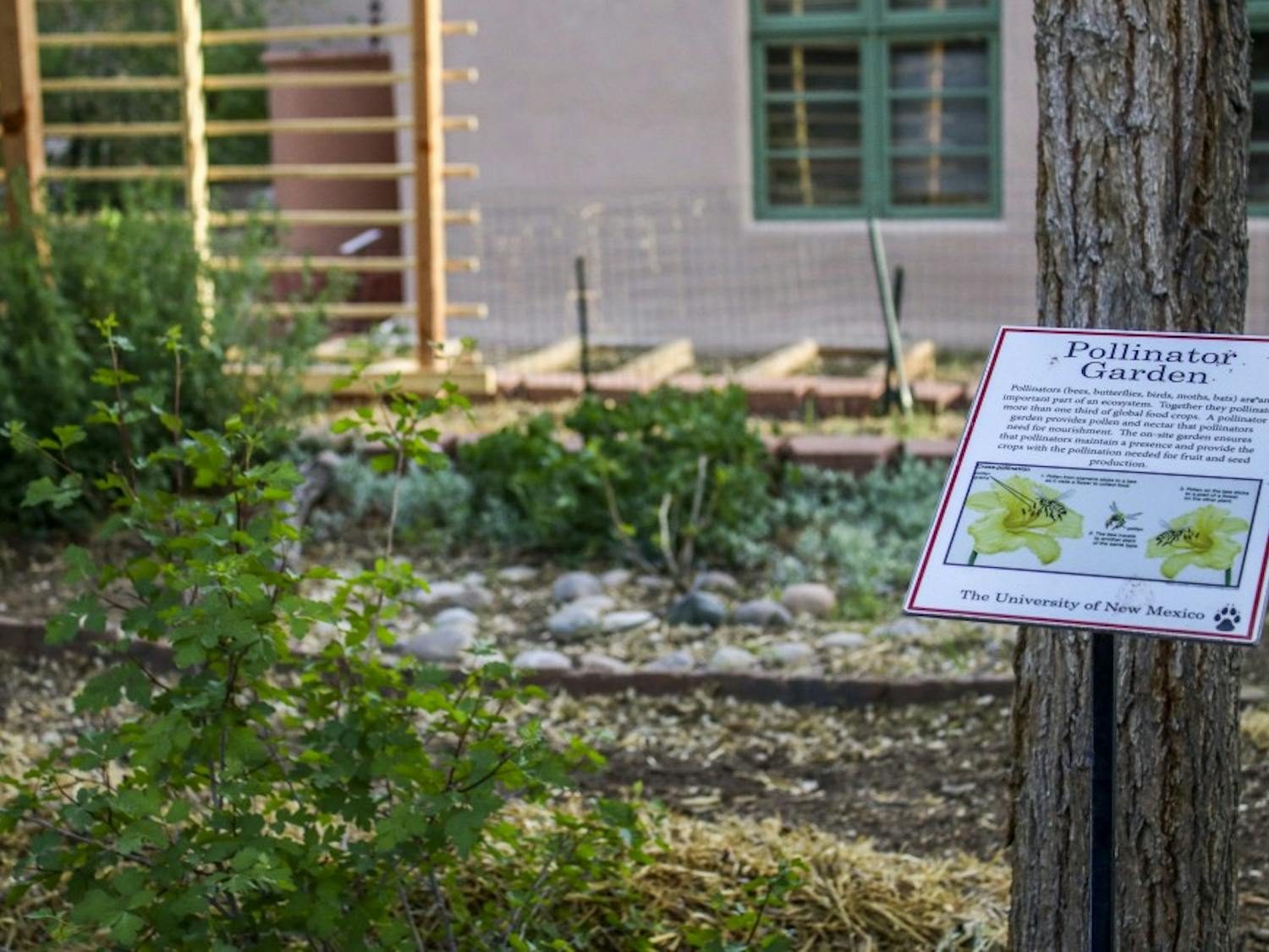 A placard explaining the pollination process rests inside the Lobo Gardens. The gardens are a University project that is intended to educate students and faculty about the benefits of growing one's own food. 