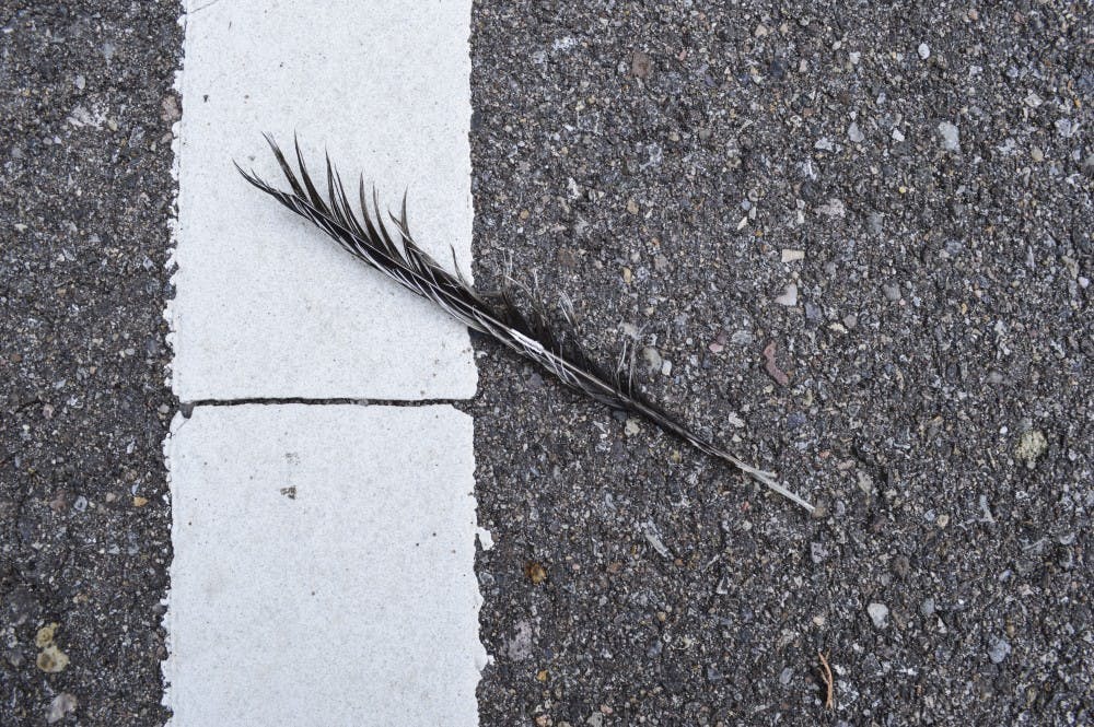 A lone feather fallen at the Rio Grande Nature Center on Aug. 22, 2018.&nbsp;