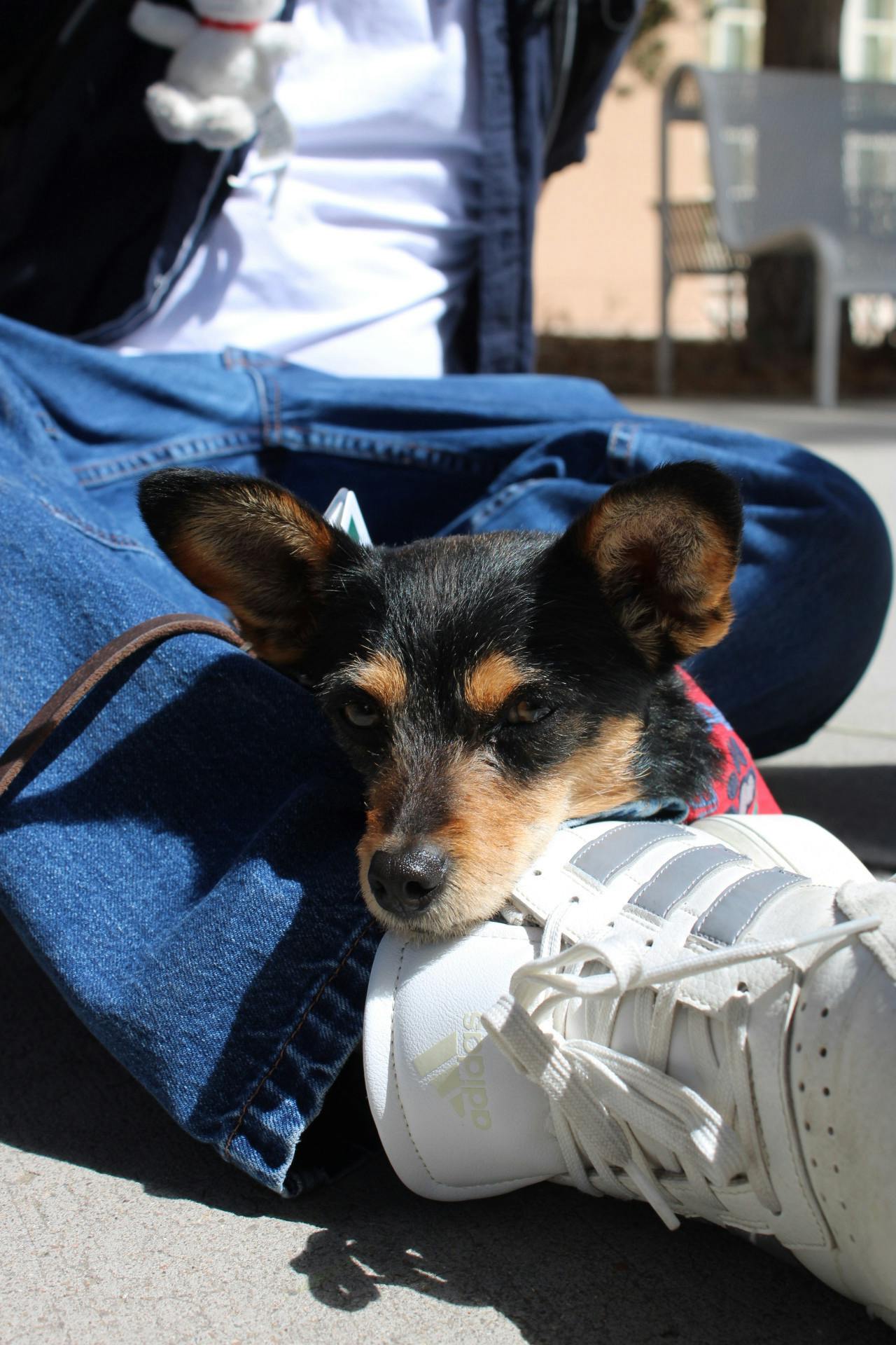 PHOTO STORY: Cuddle-A-Canine cuteness