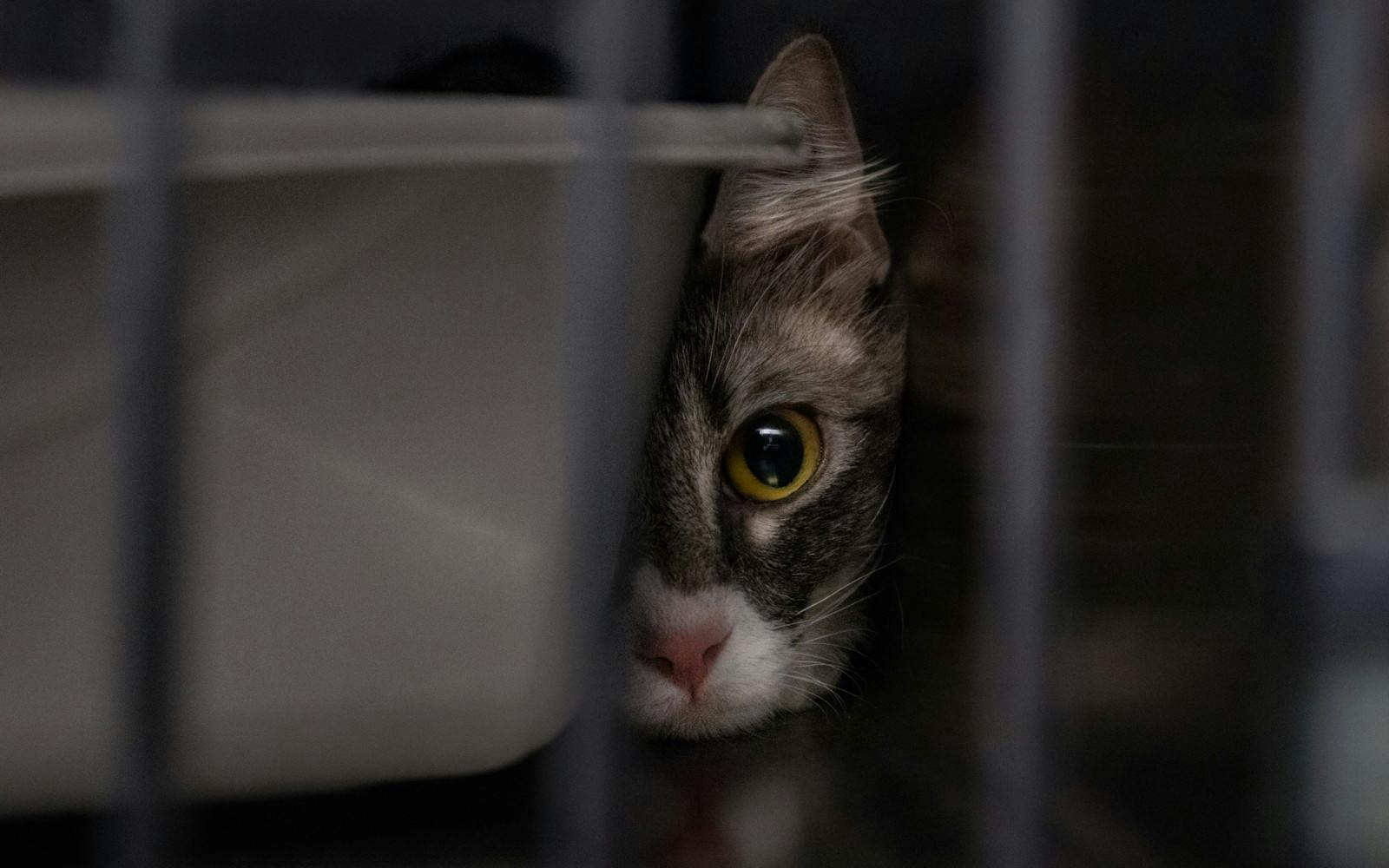 City Pounds seek fosters for dogs and cats