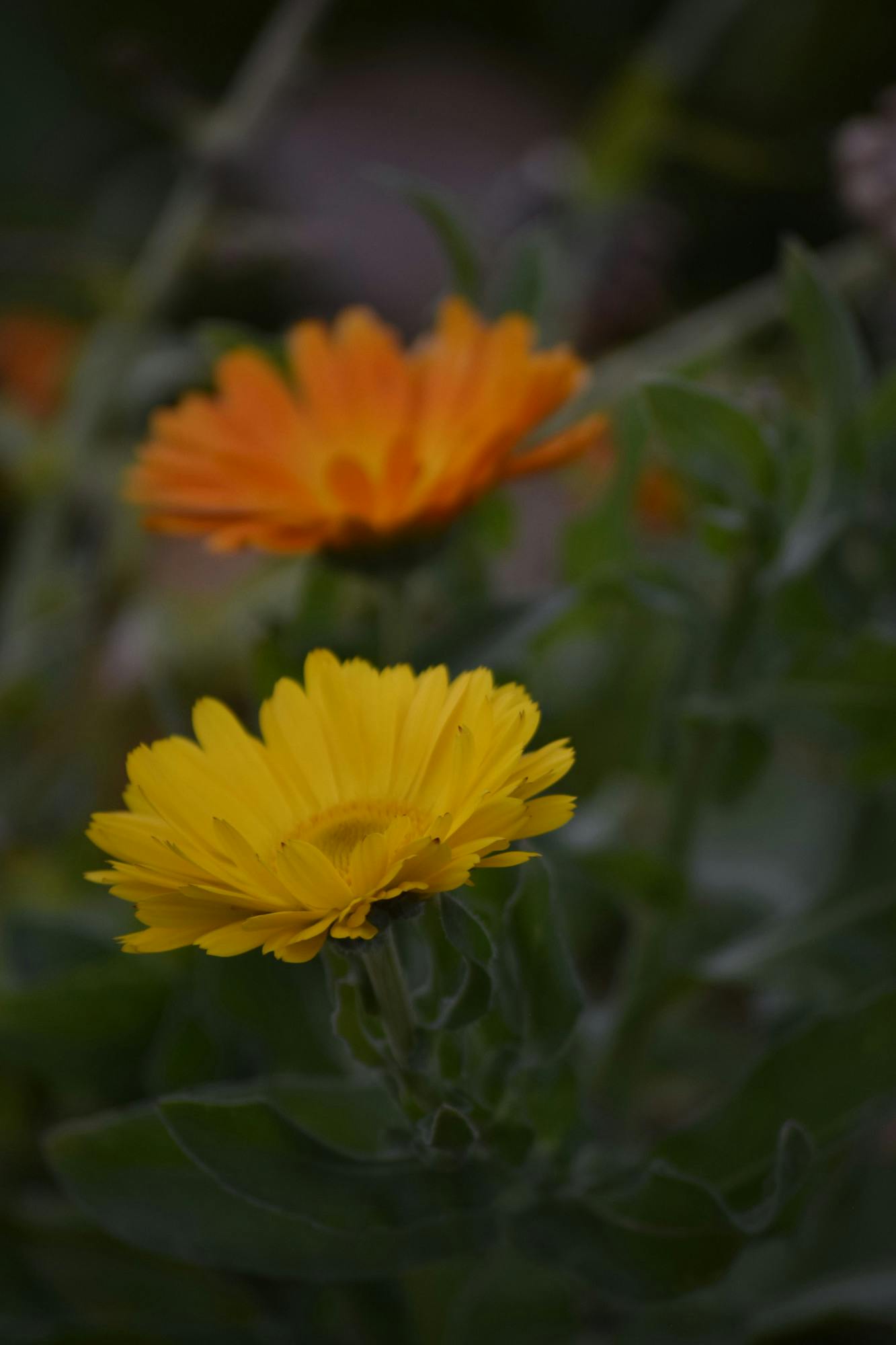 Nature photo of the week