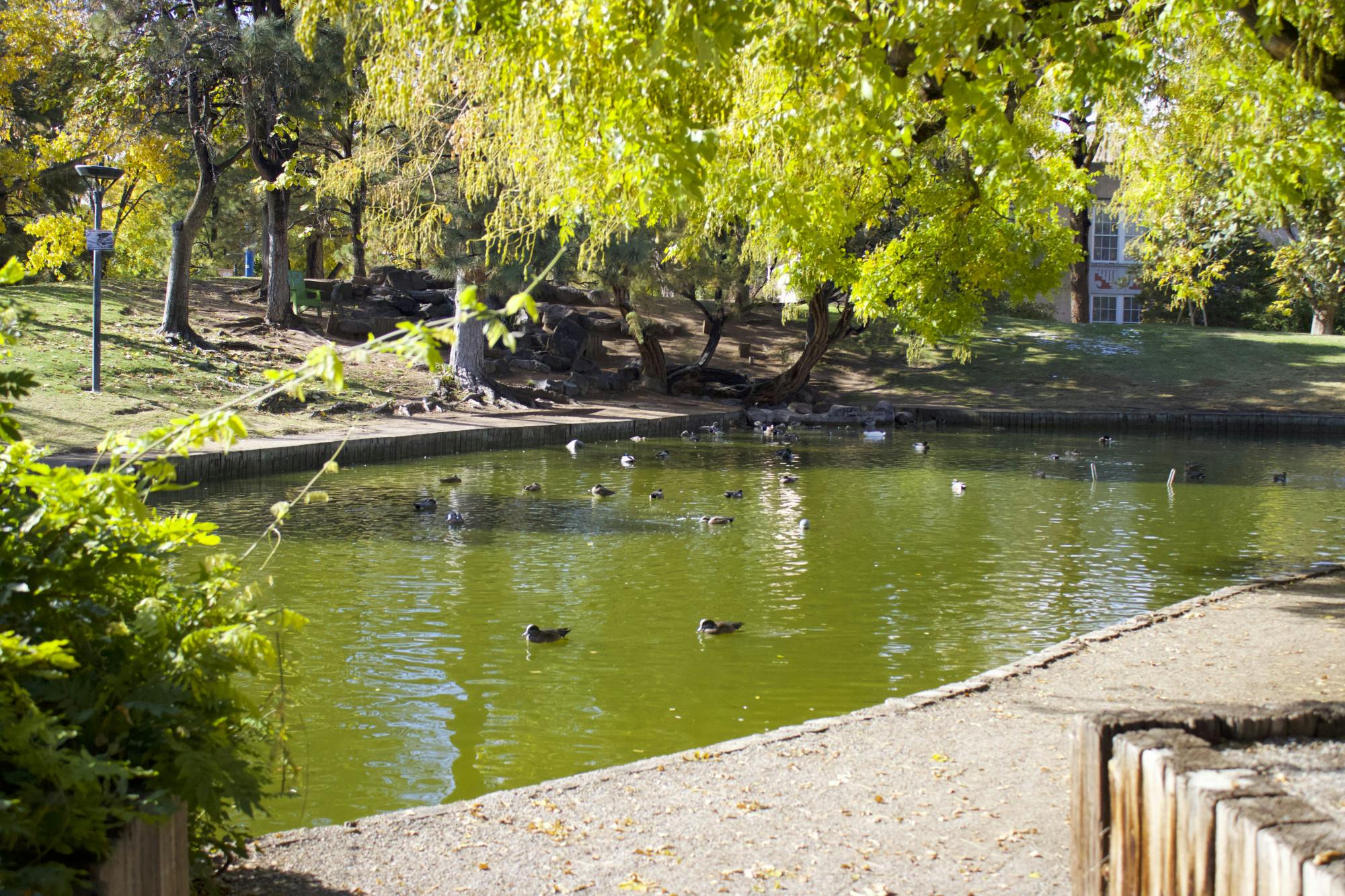 Duck pond.jpg