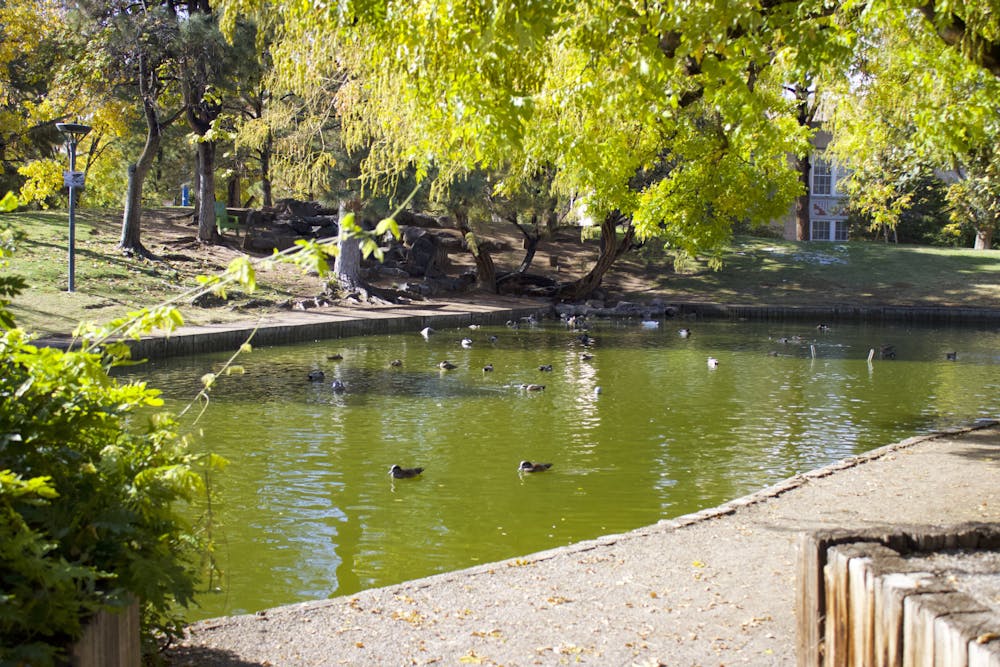 Duck pond.jpg