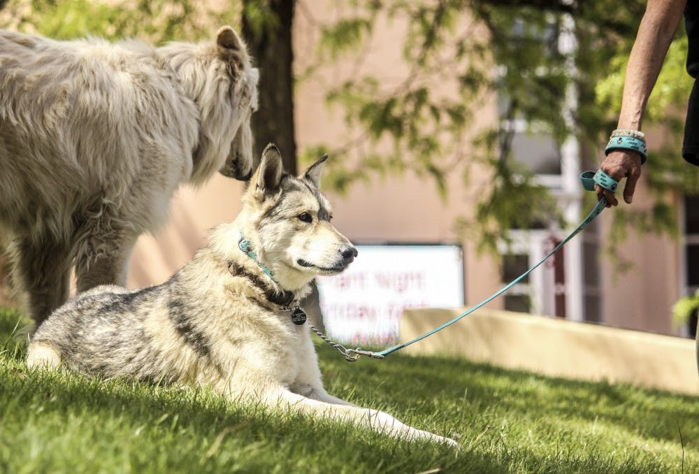 The Wanagi Wolf Fund and Rescue brought Angel (left), a high-content Arctic wolf-dog, and Bindi, a gray wolf/coyote/husky mix, to campus on April 20, 2018 to interact with passersby during the annual Wolf Fest.