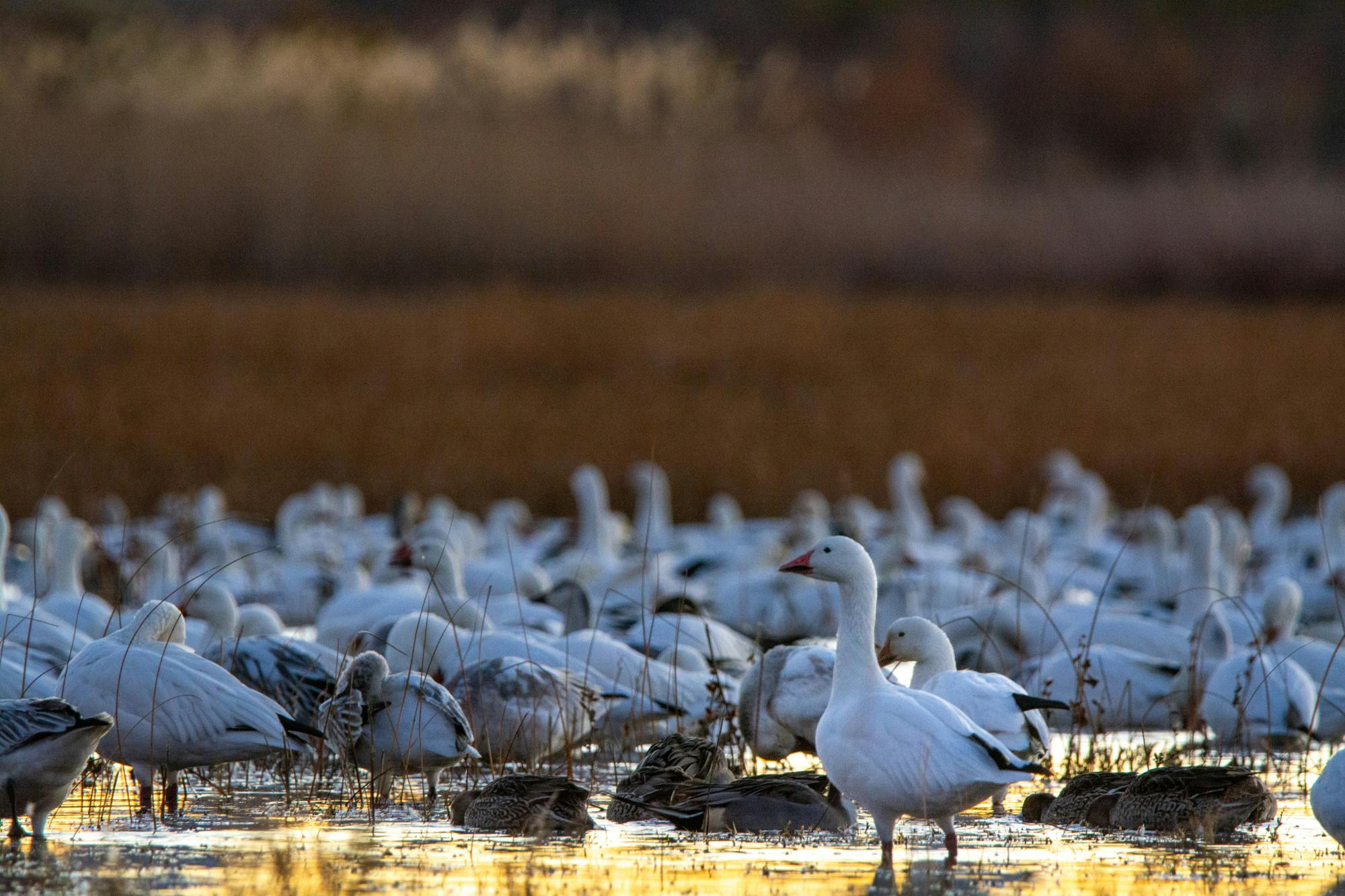 Bosque del Apache