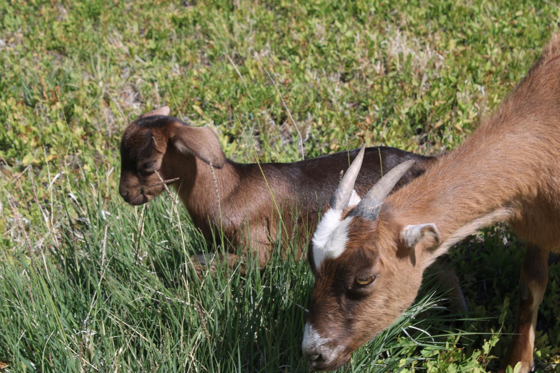 PHOTO STORY: The ‘GOATS’ of ecosystem restoration