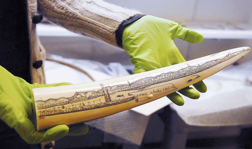 Catherine Baudoin, co-curator of the exhibit "North by Southwest" at Maxwell Museum, holds an engraved walrus tusk from early 20th-century Alaska on Tuesday in the museum's storage room. The tusk and other artifacts will be featured in the exhibit, which 