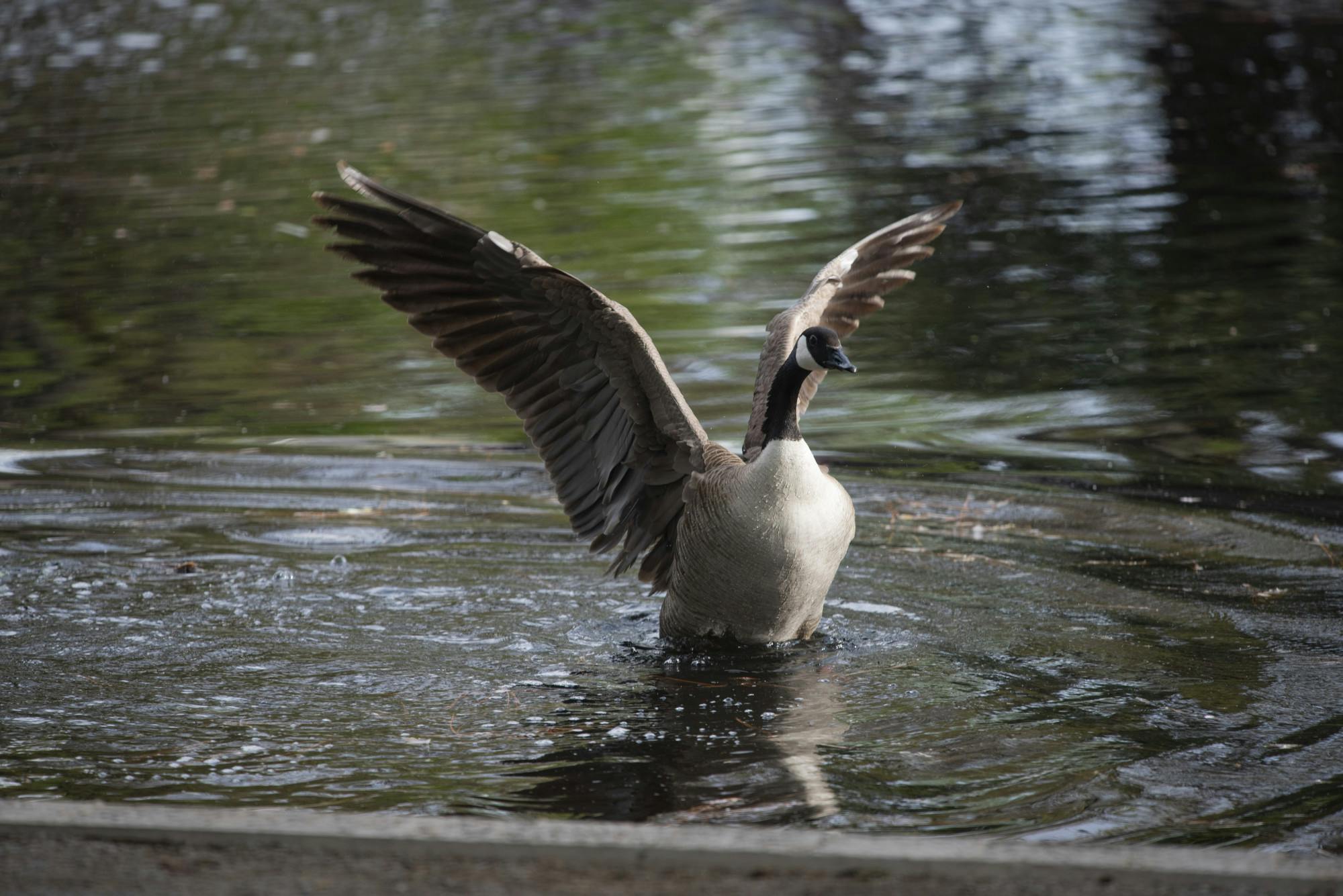 PHOTO STORY: Canada geese make a stop at the Duck Pond 
