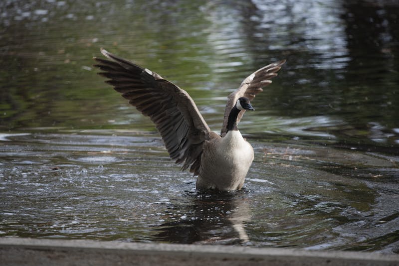 PHOTO STORY: Canada geese make a stop at the Duck Pond 