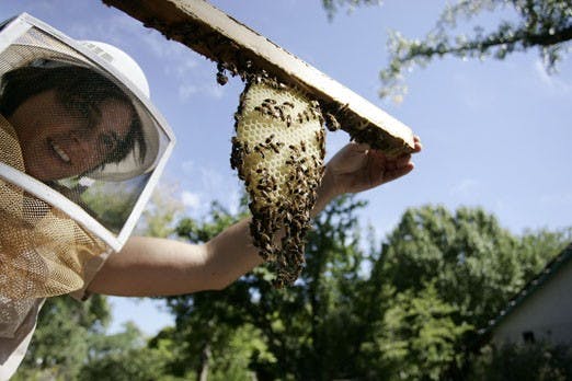 Megan Piper Mahoney holds up a honey comb at her neigbor's house in the South Valley. 