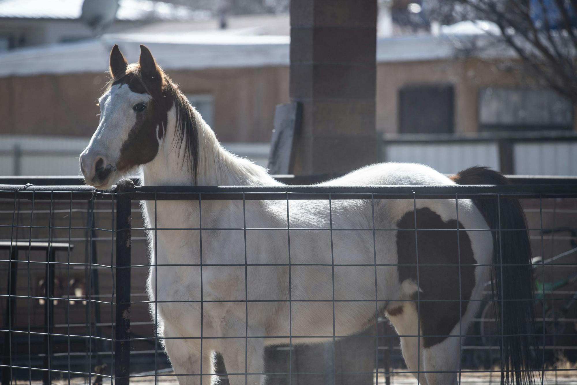 First Impression Rodeo Club