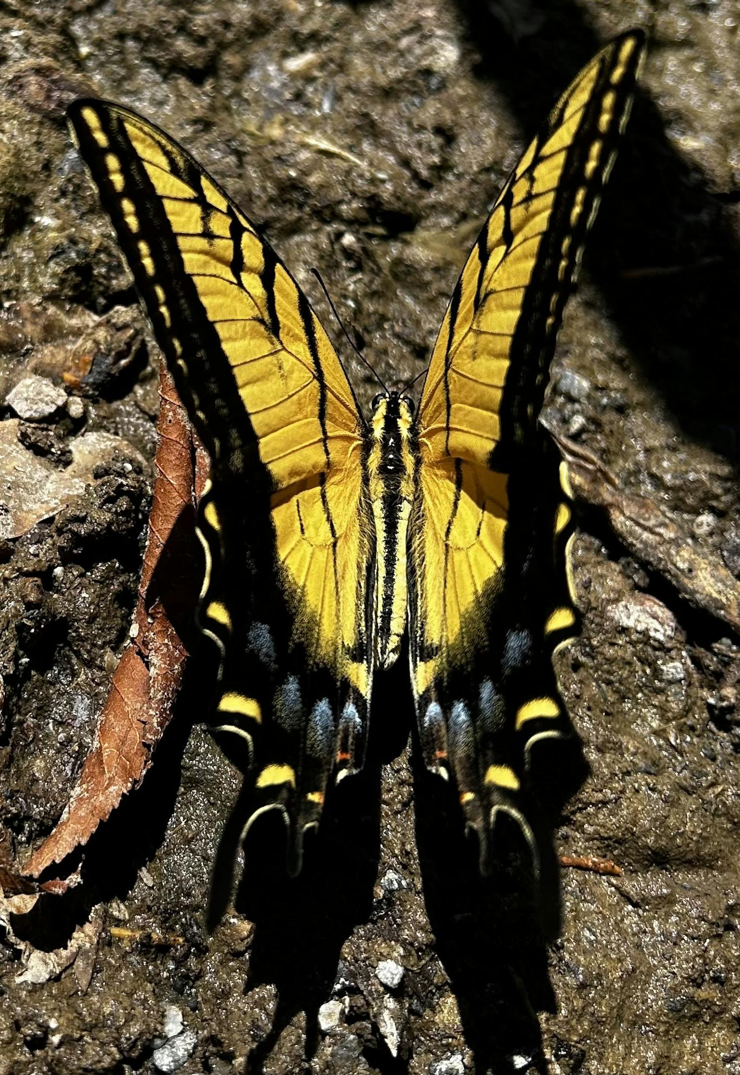 Yellow Swallowtail butterfly